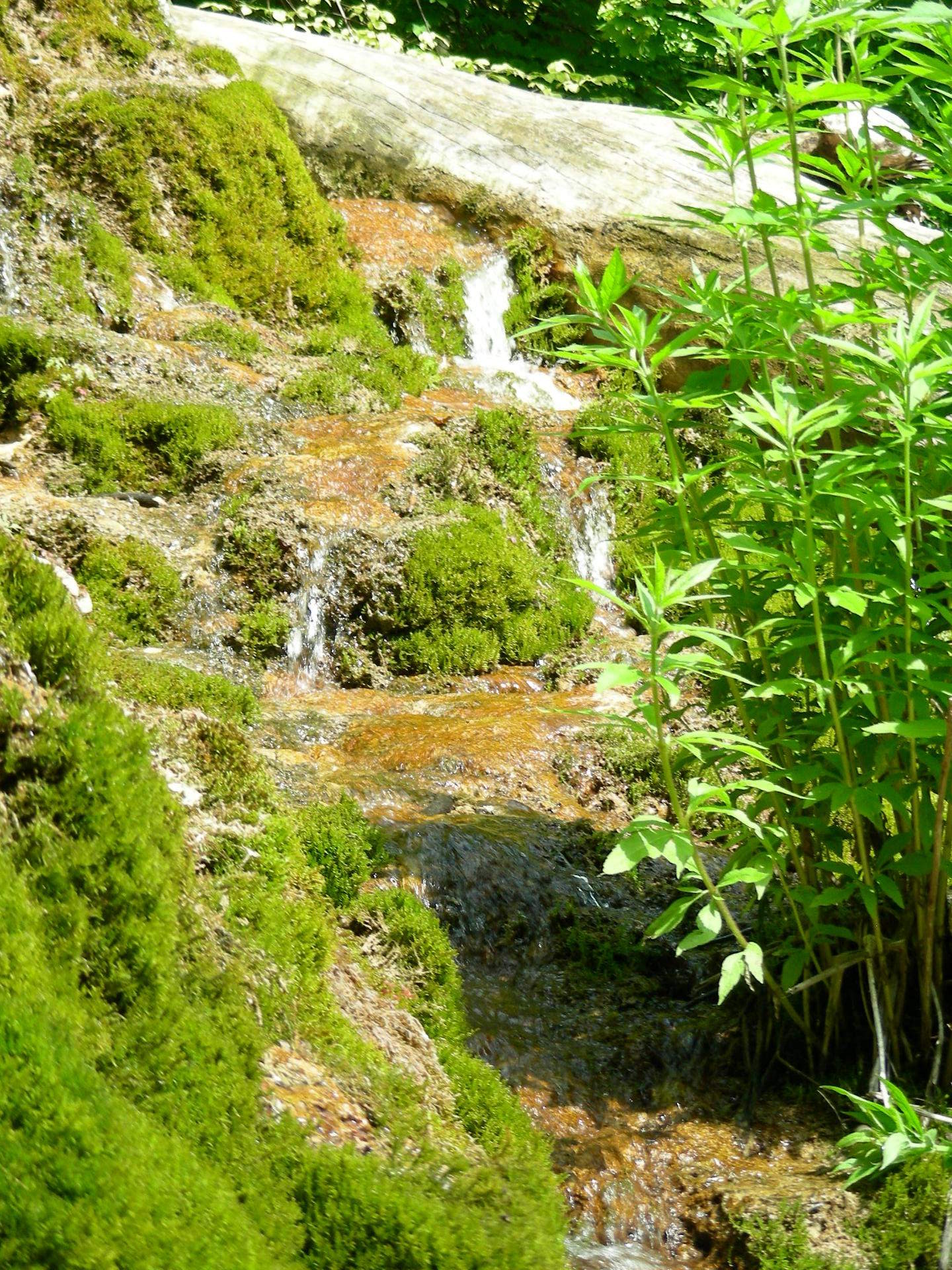 Am Fuße des unteren Wasserfalls: mit Pflanzen und Moos bewachsener Tuffstein