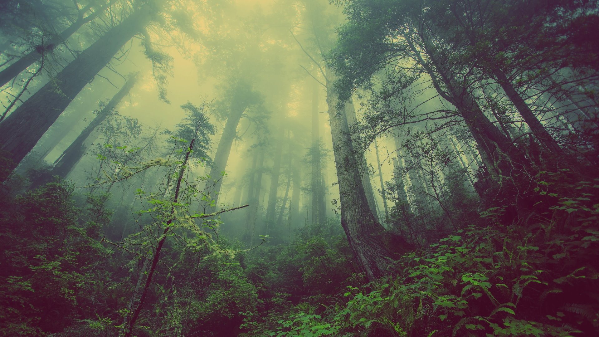 Wald & Nebel